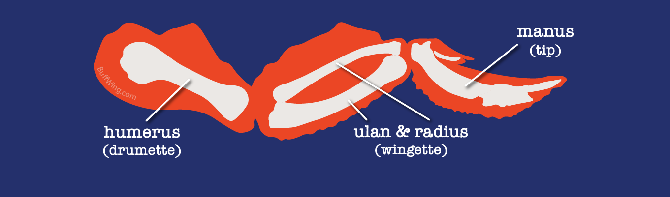 AnatomyWatermark